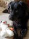 . Rex (I have a video) (Please read my profile carefully) .