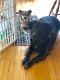 . Rex (I have a video) (Please read my profile carefully) .