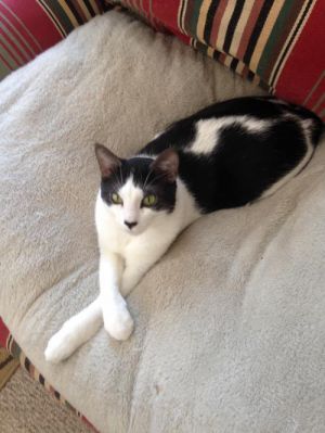 Photo of Mojo