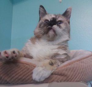 . Miss Kitty .