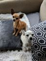 . Chandler and Chelsea .