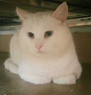 . Snowball .