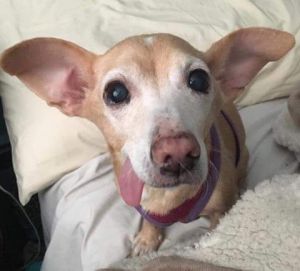 Photo of Roxy