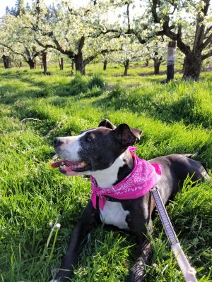 Photo of Misty