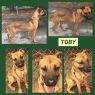 Toby