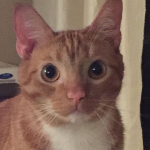 . ollie .