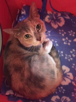 . Gidget .
