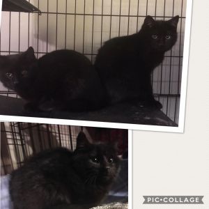 . Wesley, Pugsley and Gomez .