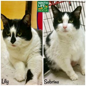 . Lily & Sabrina .