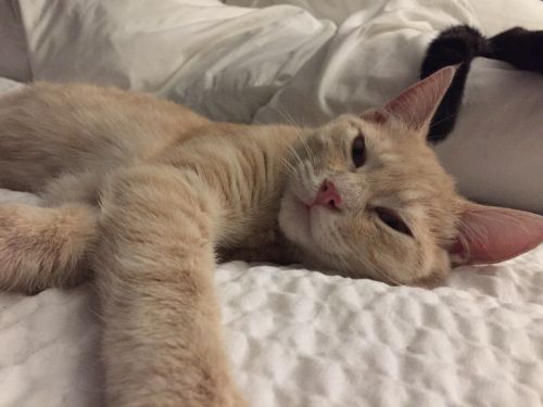 . Snugglebug or Creampuff .
