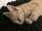 . Snugglebug or Creampuff .