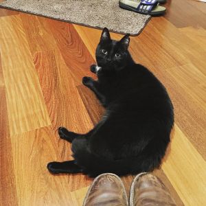 . Kuro .