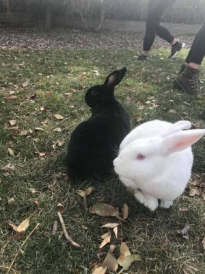 . Venus and Thumper (Bonded pair) .