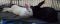. Venus and Thumper (Bonded pair) .