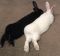 . Venus and Thumper (Bonded pair) .