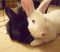 . Venus and Thumper (Bonded pair) .