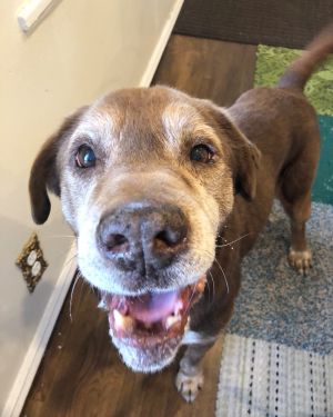 . Bear Grylls - my adoption fee is sponsored! .