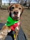 . Bear Grylls - my adoption fee is sponsored! .