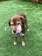 . Bear Grylls - my adoption fee is sponsored! .