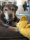 . Bear Grylls - my adoption fee is sponsored! .