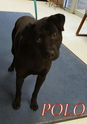 . Polo (Max) Pups 4 Parole .