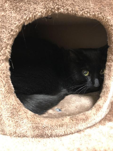 . Morty - Front Declaw! .