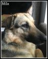 . Mila (foster home also needed) .