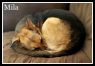 . Mila (foster home also needed) .
