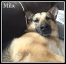 . Mila (foster home also needed) .