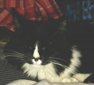 . Fluff Whiskers .