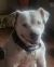 . Mama Dog - COURTESY POST .