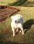 . Mama Dog - COURTESY POST .