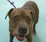 Queen *FOSTER NEEDED*