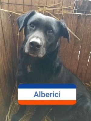 . Albereci .
