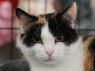 Mouse - MEET ME @ PETCO
