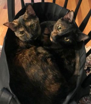 . Abby & Zoey .