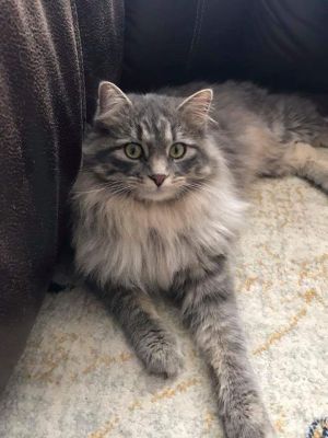 . ***COURTESY LISTING*** BELLA .