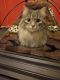 . ***COURTESY LISTING*** BELLA .
