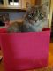. ***COURTESY LISTING*** Meeko .