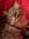 . ***COURTESY LISTING*** Meeko .