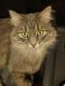 . ***COURTESY LISTING*** Meeko .