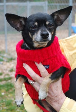 Photo of Peewee