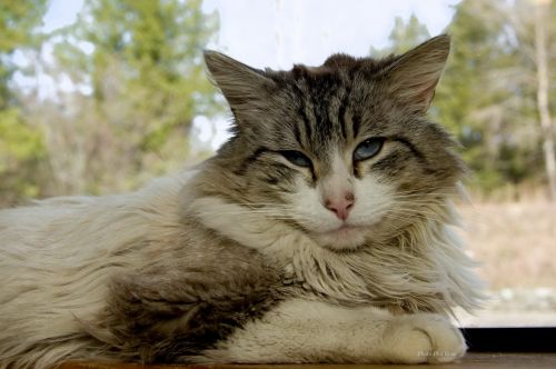 . Toonces .