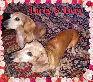 . Lacy & Livey .