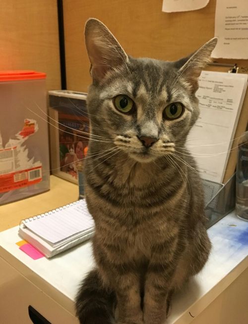 . Margo at Petvalu .