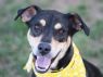 Wesley **$100 to Adopt**
