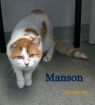 Manson
