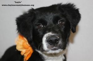. Layla .