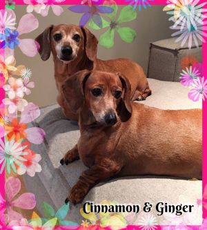 . Cinammon & Ginger .