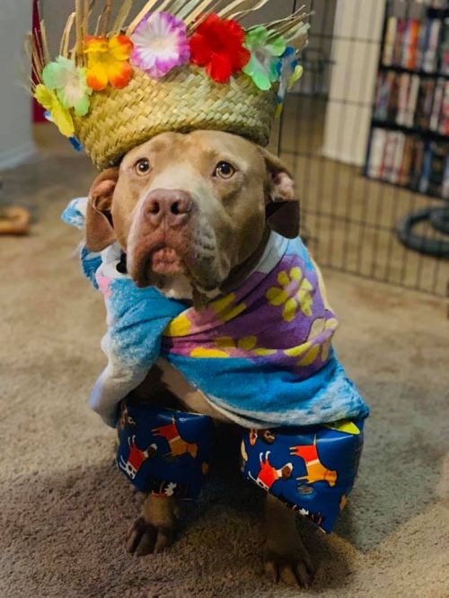 Santa shot for switching absent youngster and her pitbull service dog Santa shot for switching absent youngster and her pitbull service dog